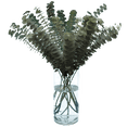 thumbnail image 2 of Globalrose Fresh Cut Flowers 50 Stems Silver Eucalyptus, 2 of 4
