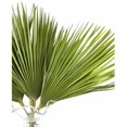 thumbnail image 4 of Palmitos Flor Natural Ramo de 10 tallos Verde 60cm de alto, 4 of 5
