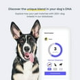 Basepaws Dog DNA Testing STF9 Kit 300+ Breeds, 280+ and 30+ Traits Basepaws Dog DNA Testing STF9 Kit 300+ Breeds, 280+ and 30+ Traits