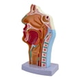 thumbnail image 1 of Modelo anatómico de garganta, cavidad oral y nasal, accesorio médico, modelo ligero de faringe y laringe para exhibición, enseñanza y demostración, 1 of 8