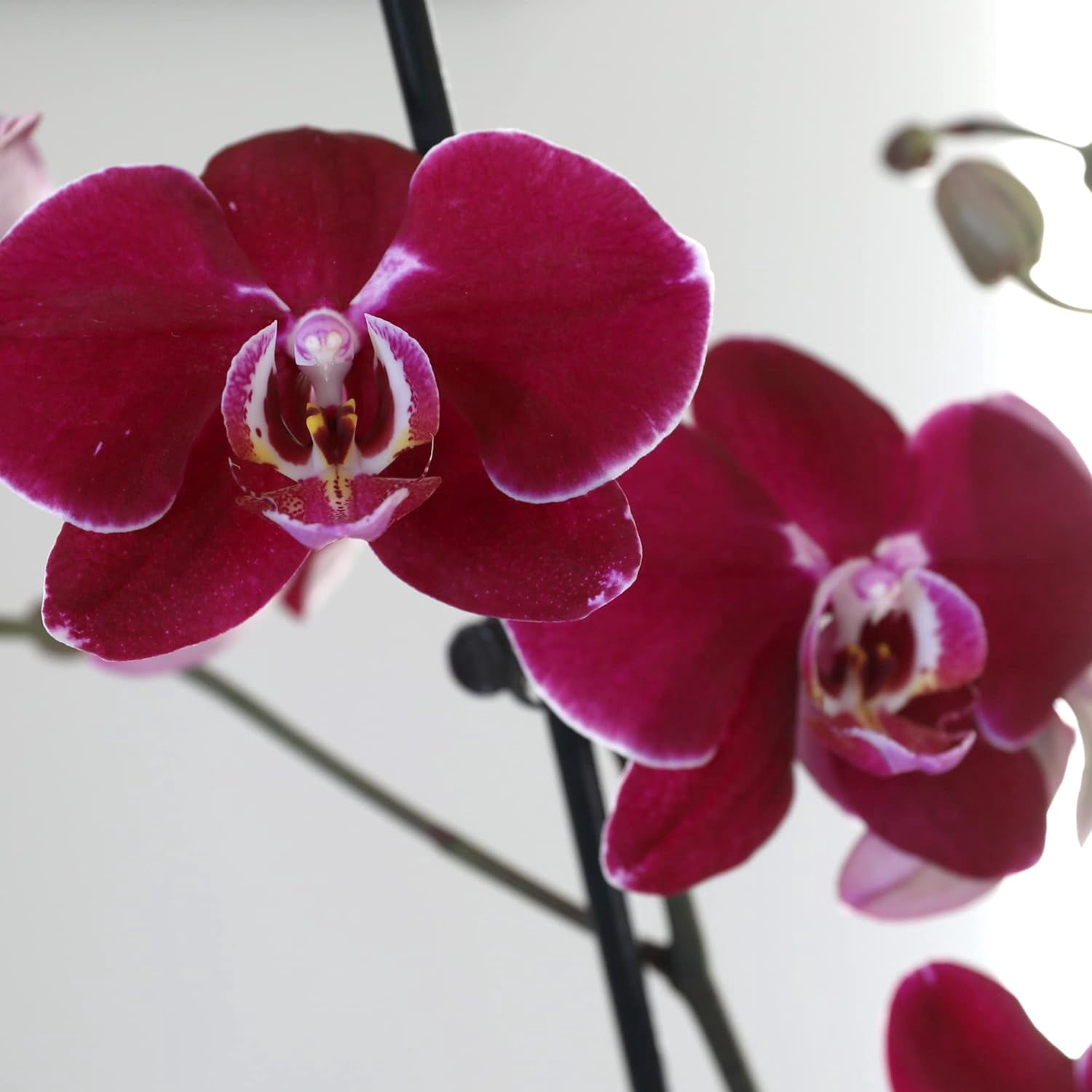 Just Add Ice 16-30" Dark Purple Premium Orchid Duo Live Plants in 10" White Dot Ceramic Planter, House Plant