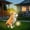 A490 Usloyux under 5$, variant on Usloyux Under $5 Solar Dog Light, Resin Puppy Statue with Hanging Chain, Auto On/Off Garden Yard Decor, Waterproof Outdoor Animal Figure Night Light Display