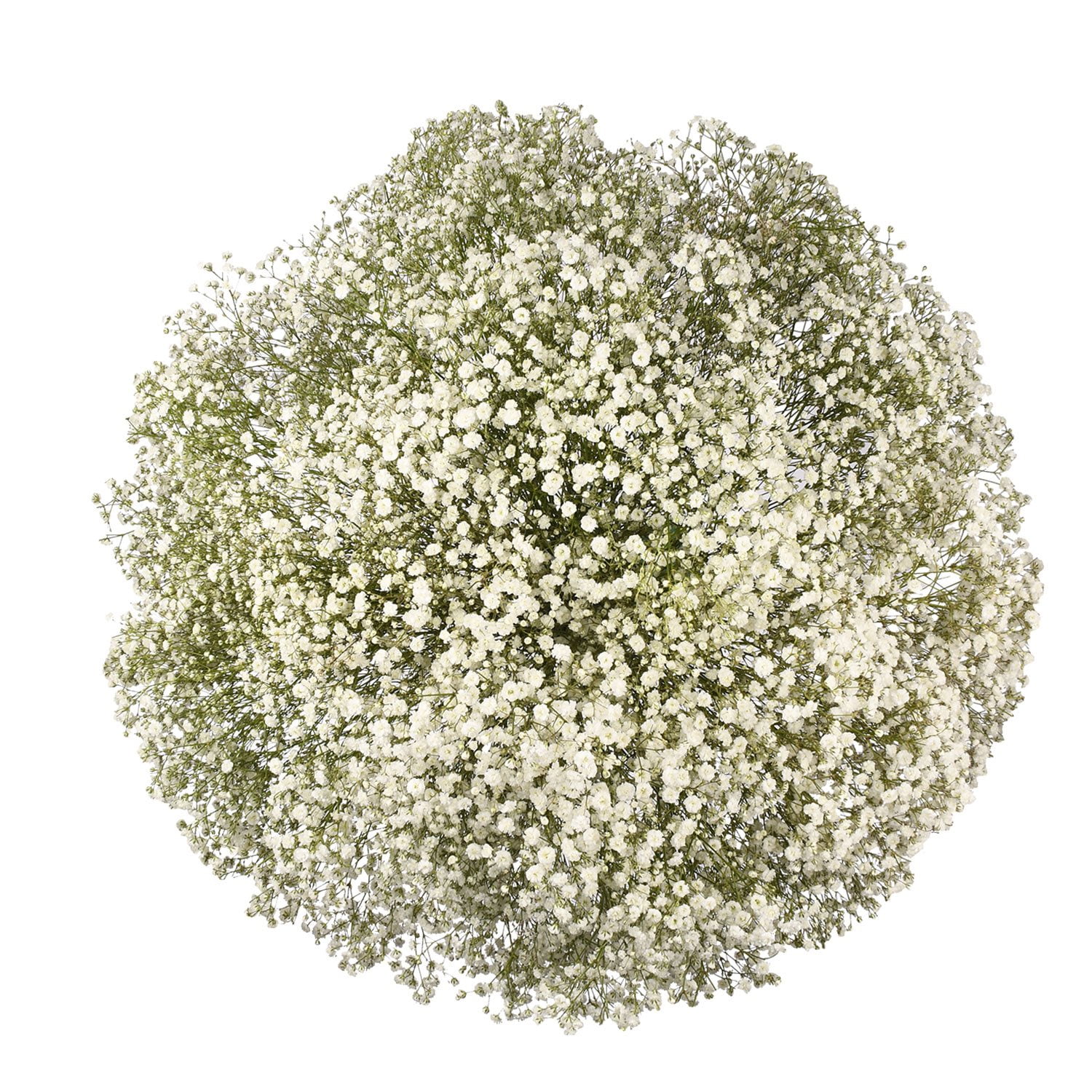 Pompon Painted Sand (60 Stems) - Samsclub.com