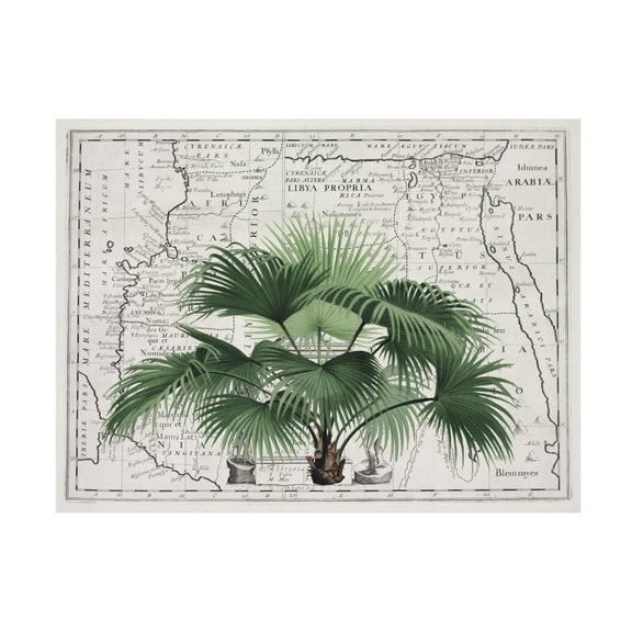 Trademark Fine Art Andrea Haase Tropical Empire No3 Canvas Wall Art