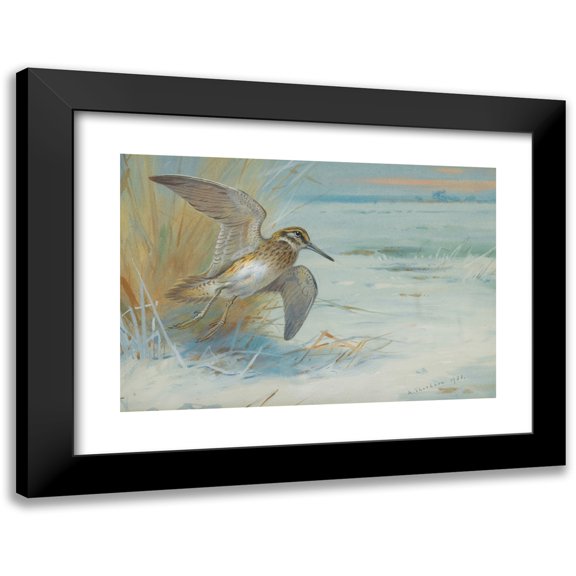 Archibald Thorburn 14x11 Black Modern Framed Museum Art Print Titled - Jack Snipe Rising (1931)