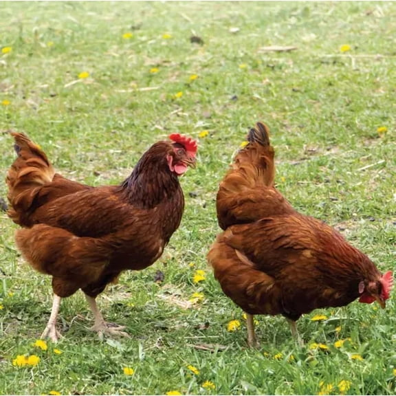 Chicken Forage Seed Mix - 5 lb - Covers 10,000 Sq Ft