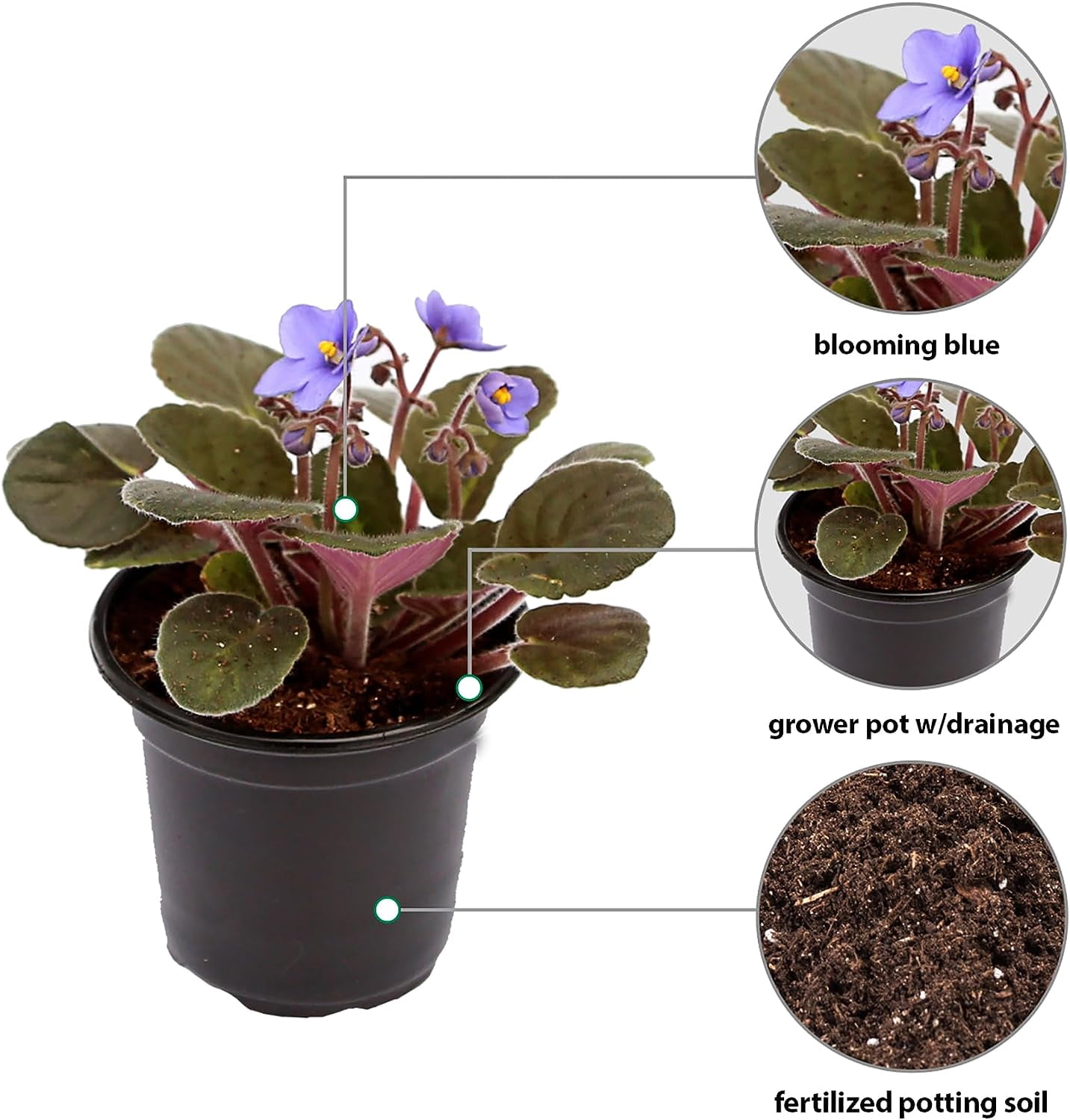 Live Blue Shade Violets, Flowering Christmas Gift, Blooming Housewarming Gift, Grandma Birthday Gift, Plant Lover Gift, Fully Rooted Indoor Plant in 4" Pot