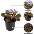thumbnail image 2 of Live Blue Shade Violets, Flowering Christmas Gift, Blooming Housewarming Gift, Grandma Birthday Gift, Plant Lover Gift, Fully Rooted Indoor Plant in 4" Pot, 2 of 5