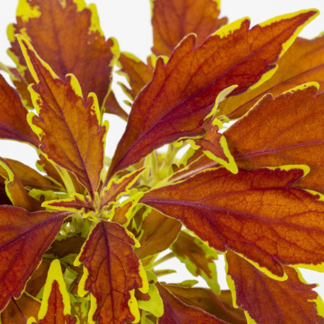 Better Homes & Gardens 1PT Multicolor Coleus Live Annual Plant Sun