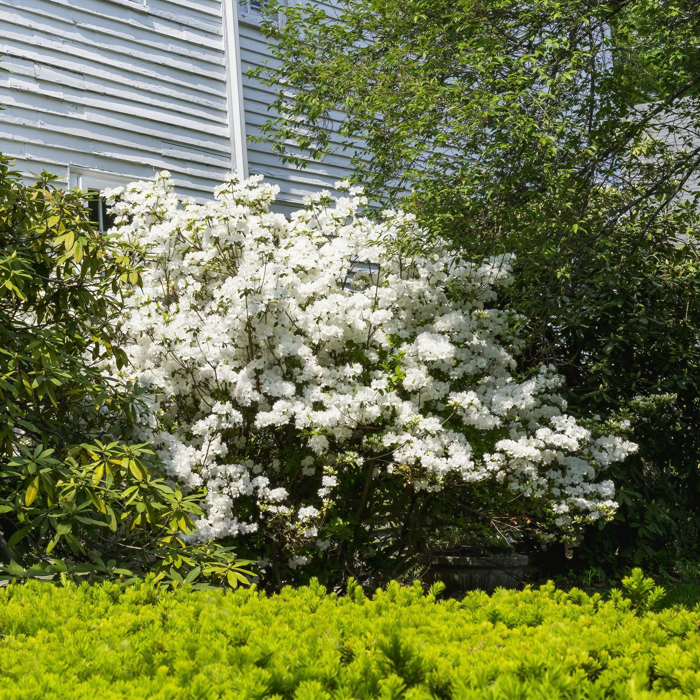3 gal Azalea Delaware Valley White Live Shrub with Partial Shade