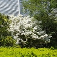 thumbnail image 5 of 3 gal Azalea Delaware Valley White Live Shrub with Partial Shade, 5 of 9
