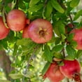 thumbnail image 3 of Cold Hardy Russian Pomegranate, 3 of 6
