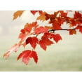 thumbnail image 2 of Poinski, Dianne 14x12 White Modern Wood Framed Museum Art Print Titled - Red Branch 3, 2 of 4