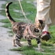 thumbnail image 3 of GOOHOCHY 1 juego de correa y arnés para gatos, arnés para gatitos, juego de correa, cuerda para pasear perros y gatos pequeños para exteriores., 3 of 7