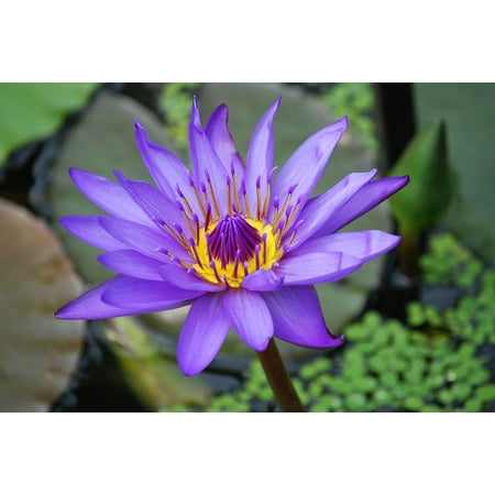 - Peel-n-Stick Poster of Purple Aquatic Water Lily Pond Bloom Flower Water Poster 24x16 Adhesive Sticker Poster Print