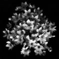thumbnail image 3 of Depaepe, Yvette 15x15 Black Modern Framed Museum Art Print Titled - Early Sensation, 3 of 5