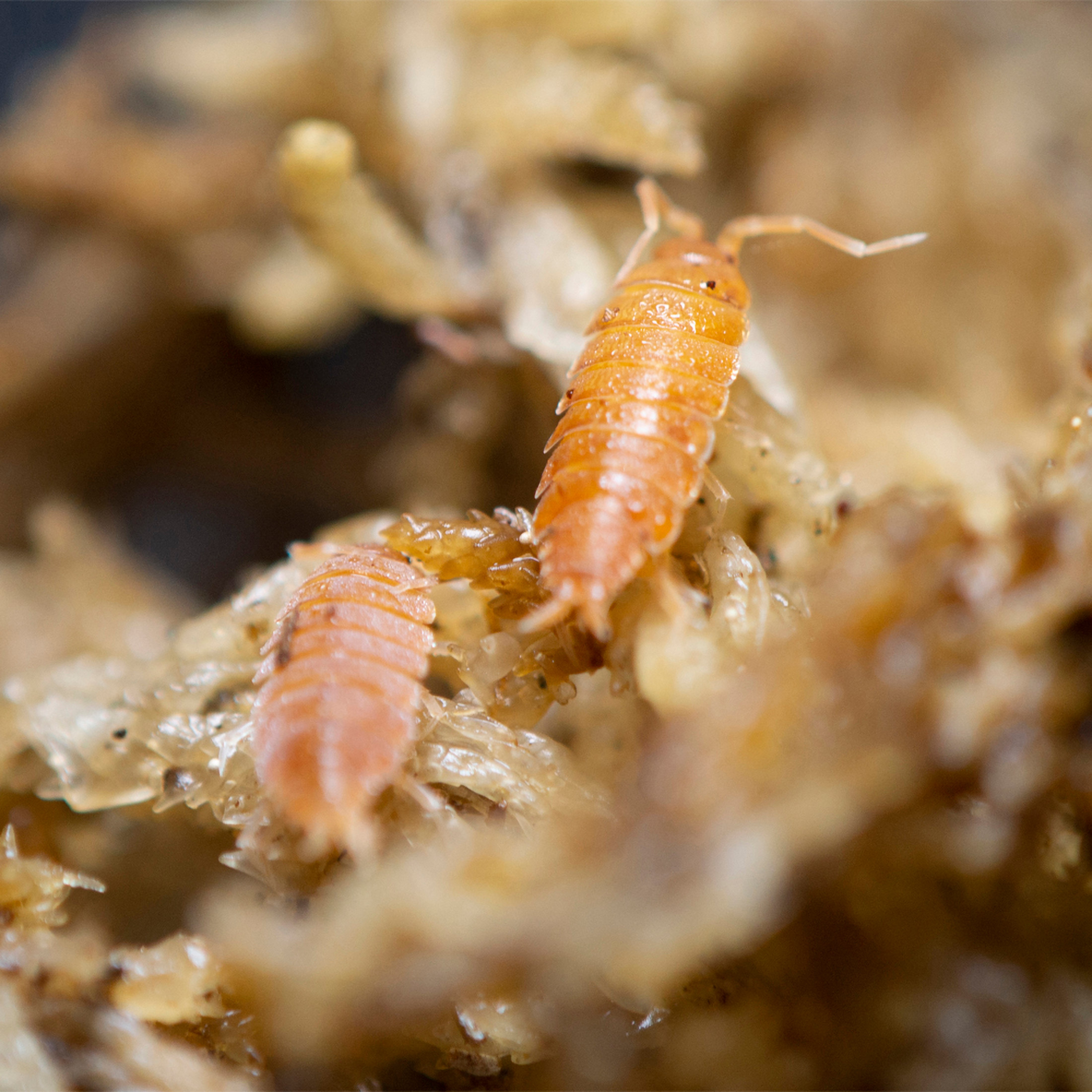 ReptiCulture Powder Orange Isopod 15 ct