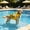 Yellow2-Medium, variant on Funny dog bathing suit With Handle D Ring, 8-15lb Adorable dog life jacket Swimwear for Dogs Pool Beach Boating Bumblebees, Cute puppy life vest for swimming