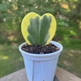 thumbnail image 5 of Variegated Kerri Hoya Plant Live, Rare Cream and Green Heart-Shaped Succulent Vine Leaves, Outdoor Indoor Houseplant Decor, 5 of 6