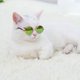 thumbnail image 5 of Gafas De Metal Para Mascotas Gafas De Sol De Moda Para Mascotas Gafas Antideslizantes Para Perros Protección Solar Gafas Retro Para Mascotas Protección Ocular Decoración Para Mascotas Gafas De Sol Advancent PT001575-05, 5 of 6