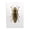 Gold Beetle Photograph, variant on Stupell Industries - Beetle Gold Animal Photograph Canvas 24x30 by Design Fabrikken