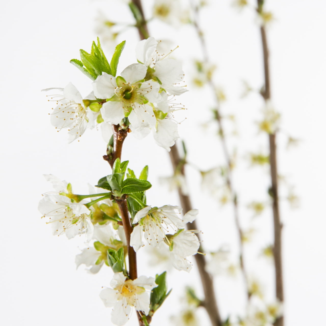 Expert Gardener Santa Rosa Plum Live Tree in 3.75-Gallon Grower Pot