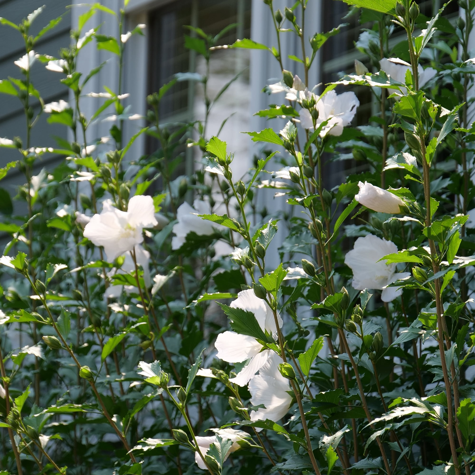 Proven Winners ColorChoice White Pillar Hibiscus Live Shrub (2 Gallon)