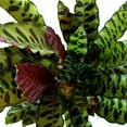 thumbnail image 2 of American Plant Exchange Rattlesnake Calathea "Lancifolia", Prayer Plant, 6-Inch Pot with White Pot Cover, Air Purifying, Chartruse Striped Foliage, 2 of 7