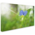 thumbnail image 2 of Trademark Fine Art 'Asiatic Dayflower' Canvas Art by PIPA Fine Art, 2 of 3