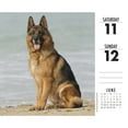 thumbnail image 2 of German Shepherds 2022 Box Calendar - Dog Breed Daily Desktop (Other), 2 of 4