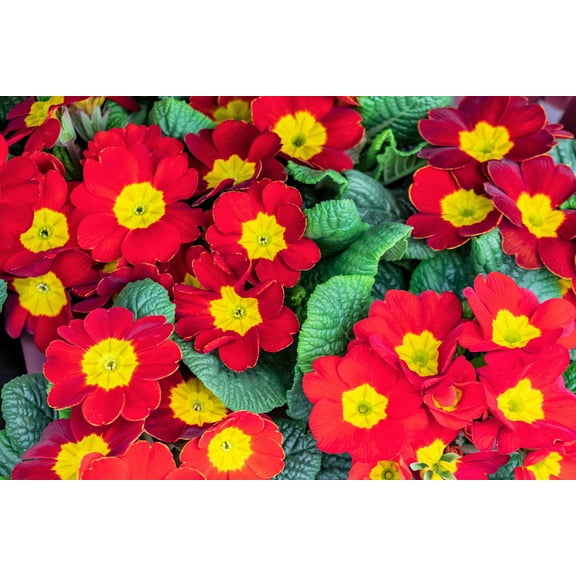15 SCARLET ENGLISH PRIMROSE Red Primula Vulgaris Part Shade Houseplant Flower Seeds