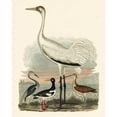 thumbnail image 3 of Wilson, A. 15x18 Black Modern Framed Museum Art Print Titled - Heron Family III, 3 of 5