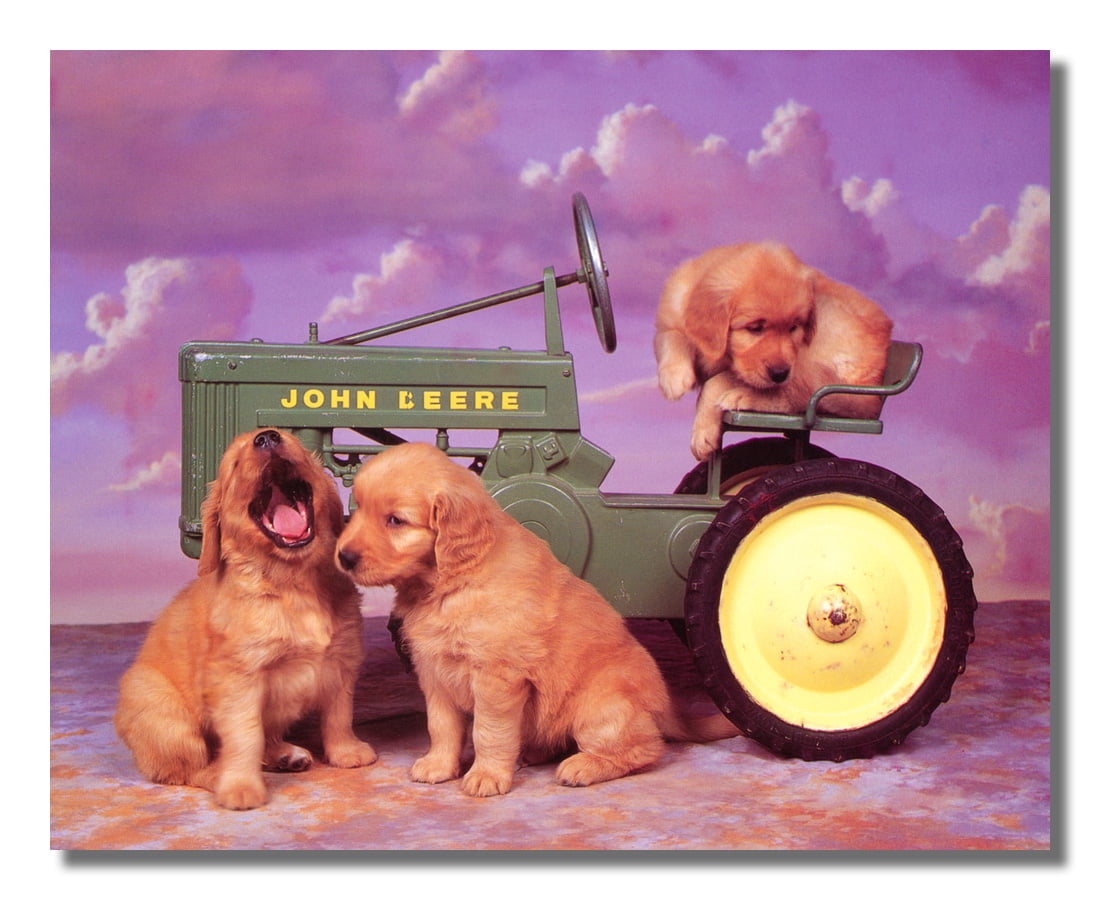 Golden Retrievers Dogs on John Deere Tractor Photo Kuwait Ubuy