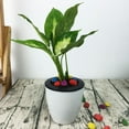 thumbnail image 2 of Automatic Self Watering Round Plastic Plant Flower Pot Garden Decors Home Office, 2 of 5