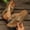 Gold, variant on Women's Floral Open Toe Wedge Flip Flops, Wide Width Comfort Casual Summer Beach Outdoor Vacation Slippers Gold 41