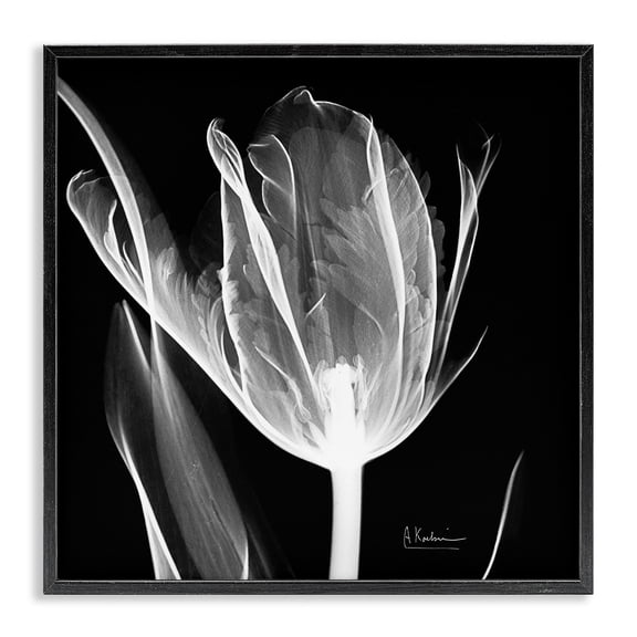 Stupell Industries Glam Flower X-Ray on Black Black Framed Giclee Art, 17 x 17, by Albert Koetsier