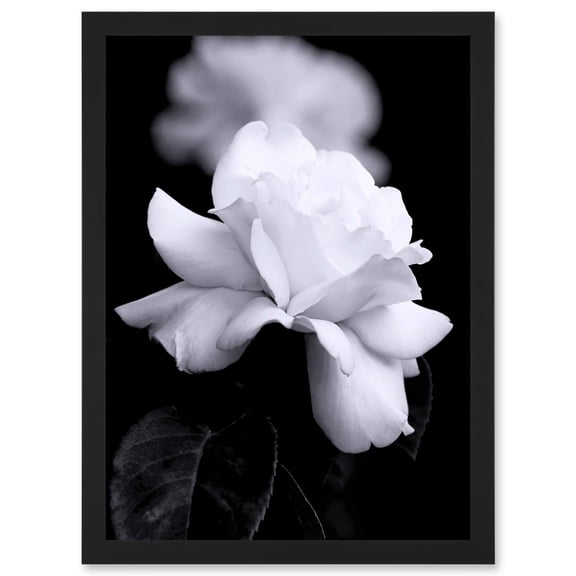 Nature Black White Rose Petal Flower A4 Artwork Framed Wall Art Print