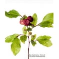 thumbnail image 3 of CZ Grain 30 Big Huckleberry Vaccinium Membranaceum Plant Seeds, 3 of 3