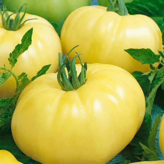 Chef's Choice White F1 Hybrid Tomato Seeds - 300 Mg Packet ~70 Seeds - Non-GMO, F1 Hybrid - Vegetable Garden - Lycopersicon esculentum