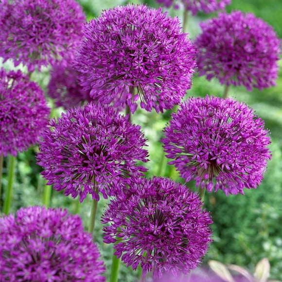 TASC Flower Bulbs- AlliumPurple Sensation (15 Bulbs)