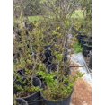 Pink Crape Myrtle Shrubs/Trees, 2 to 3ft Tall Plants, Lagerstroemia