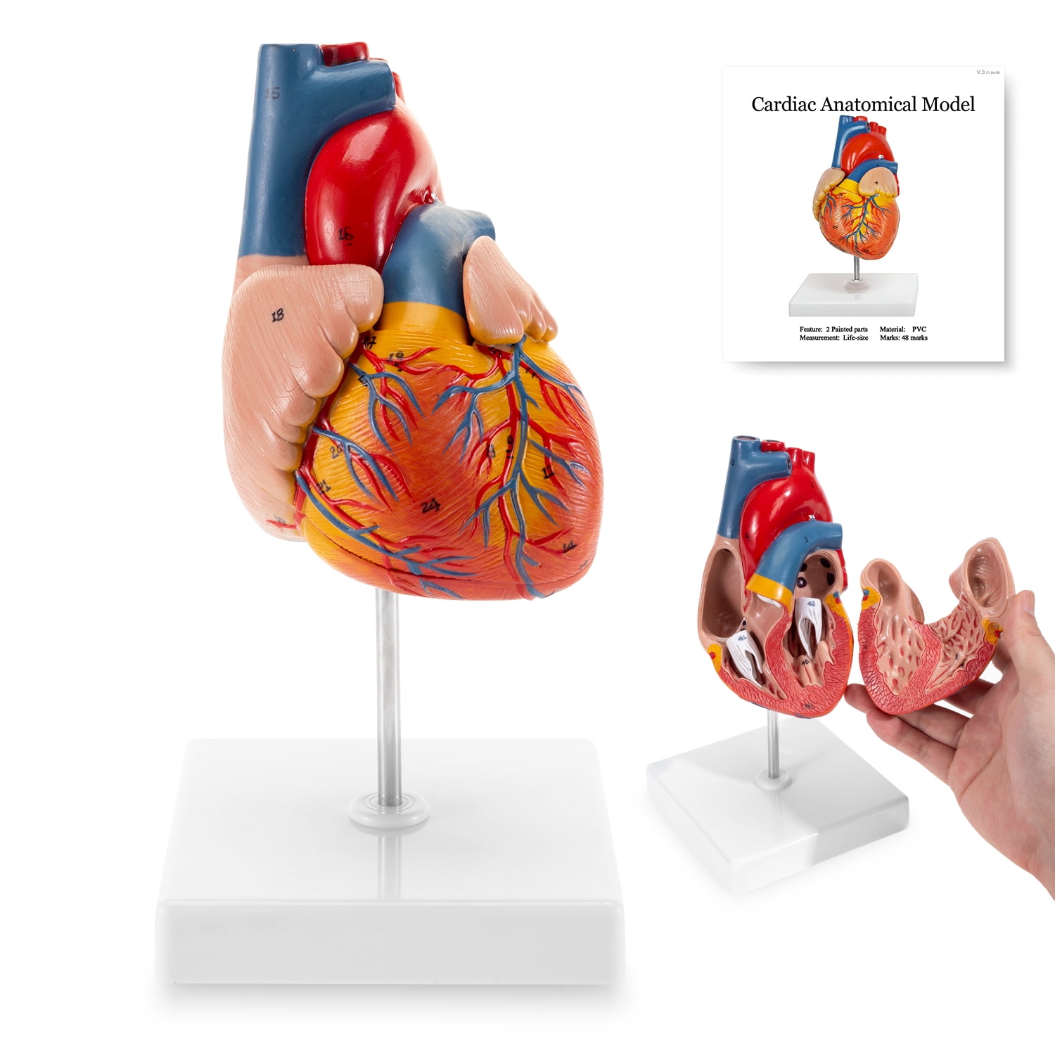 Modèle Anatomique De Coeur (Heart Model) 3 parties