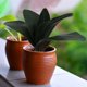 thumbnail image 4 of unbranded Rama Verde Con Hojas De Artificiales Para De Casa Oficina Y Eventos, 4 of 7