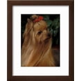 thumbnail image 2 of Yorkshire Terrier with Hair Tied up and Long Hair, Animals Framed Art Print Wall Art by Adriano Bacchella Sold by Art.Com, 2 of 5