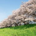 thumbnail image 5 of Brighter Blooms - Yoshino Cherry Tree, 5-6 ft. - No Shipping to AK, AZ, CA, CO, HI, ID, OR, WA, 5 of 6