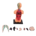 thumbnail image 4 of Modelo de enseñanza del cuerpo humano, modelo de cuerpo humano, juguetes, modelo de anatomía humana para enseñar juguetes modelo de cuerpo humano, innovación moderna, 4 of 8