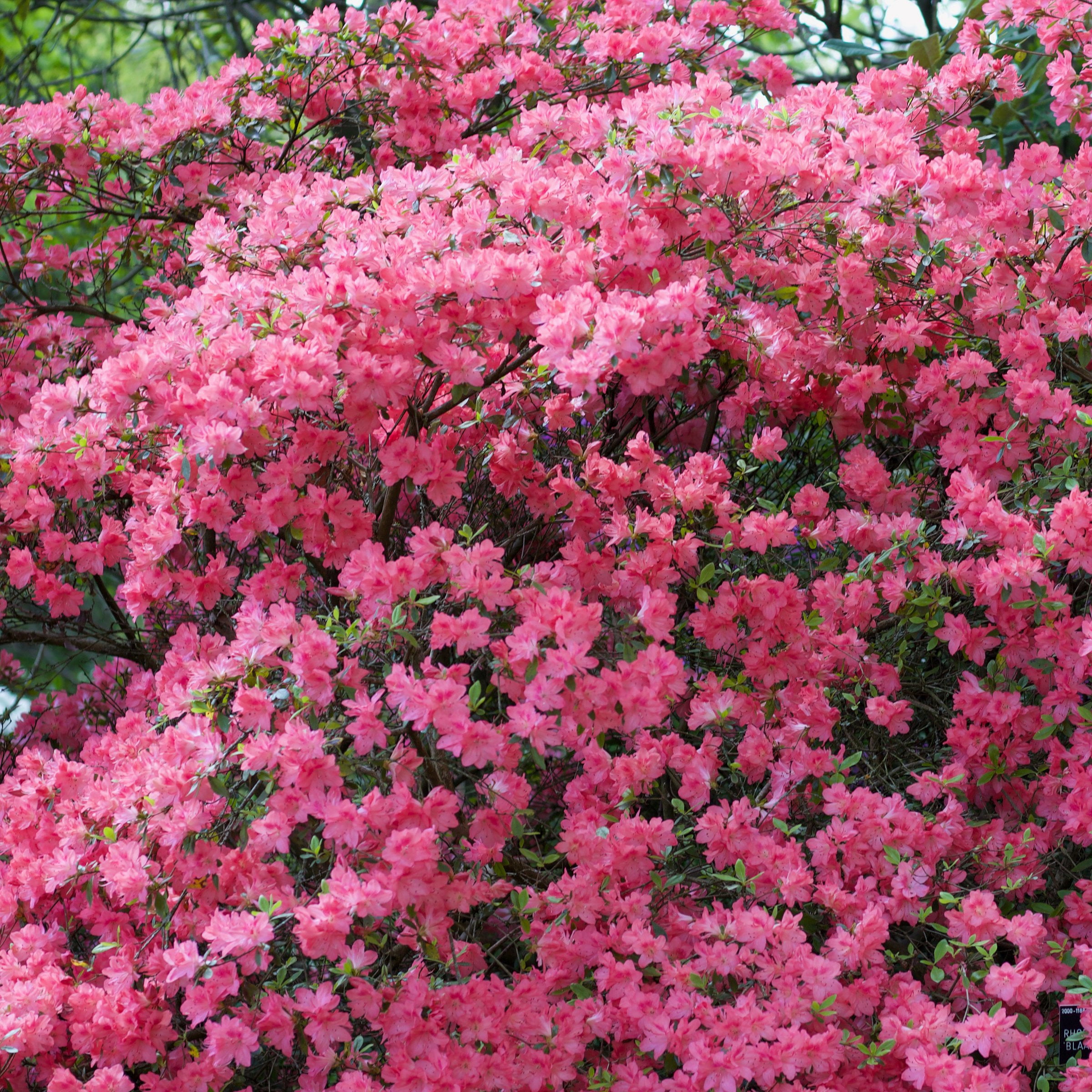 3 gal. Azalea Chinzan Flowering Shrub with Pink Blooms