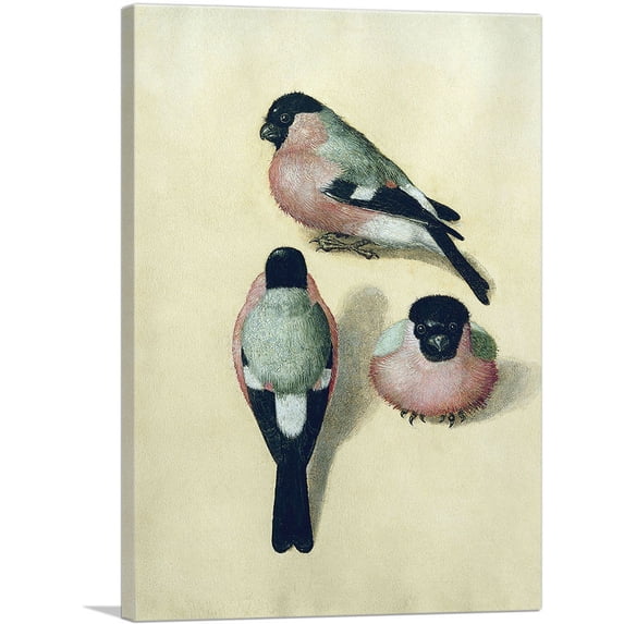 ARTCANVAS Three Studies of a Bullfinch Canvas Art Print by Albrecht Durer - Size: 18" x 12" (1.50" Deep)