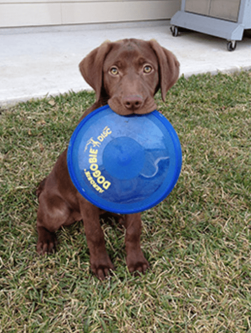 Kong frisbee walmart hot sale