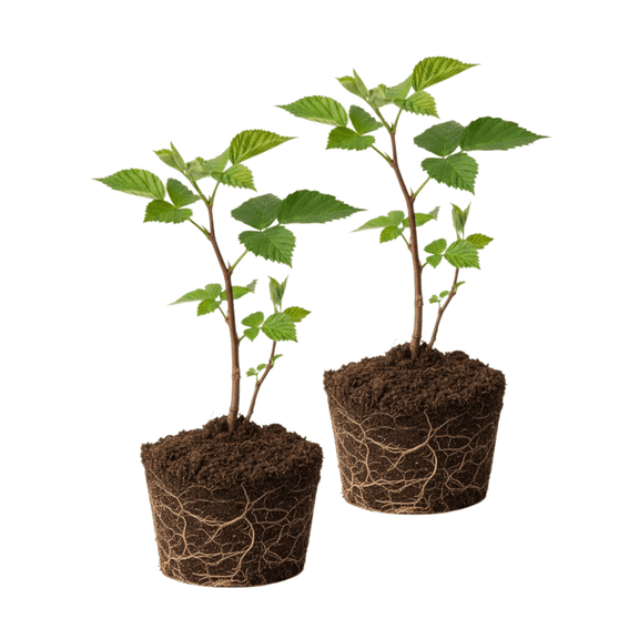 Set 2 Thornless Blackberry Plants, Sweet Blackberries Fruit Seedling, 4 - 6 Inches Tall, Sweet Berries, Blackberry Plants Live for Planting
